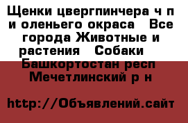 Щенки цвергпинчера ч/п и оленьего окраса - Все города Животные и растения » Собаки   . Башкортостан респ.,Мечетлинский р-н